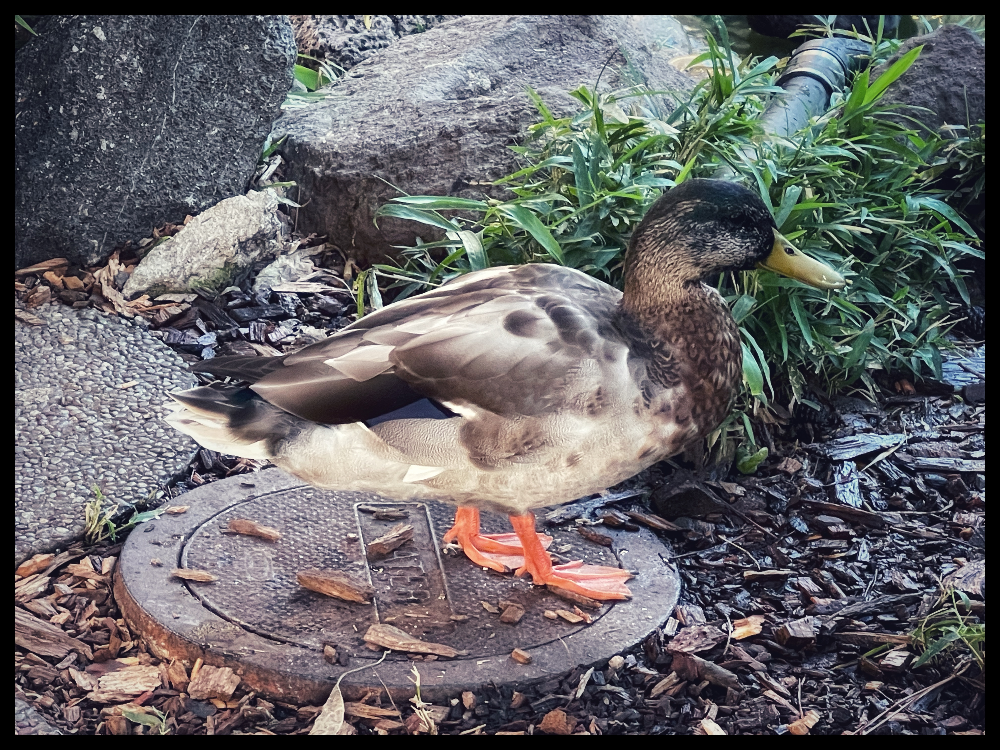 Kin Kun Duck Photo Sunday, 10/20/24: Ducks & Kwan Yin – BigSurKate